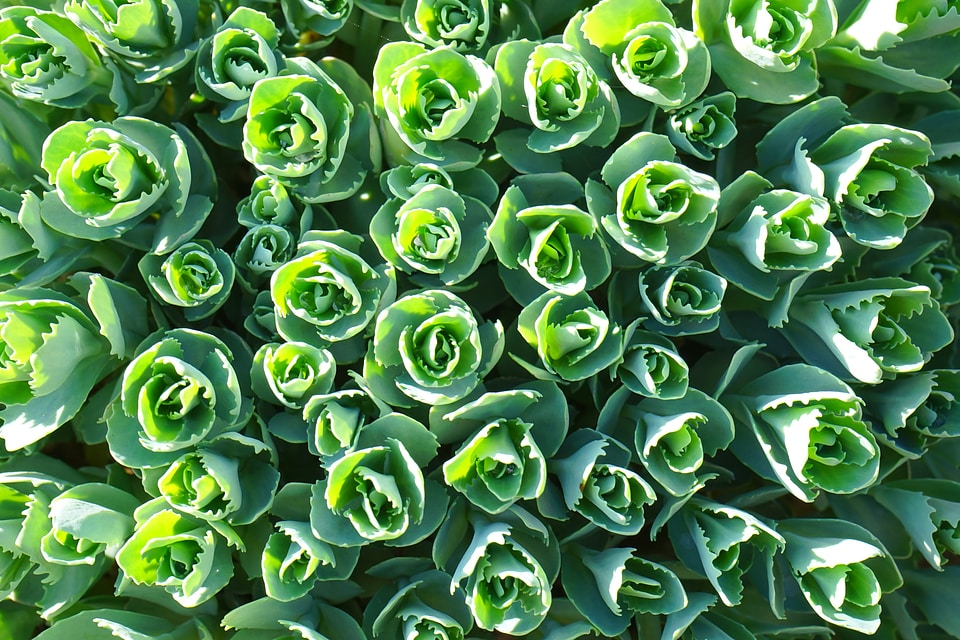 Green hylotelephium spectabile hylotelephium
