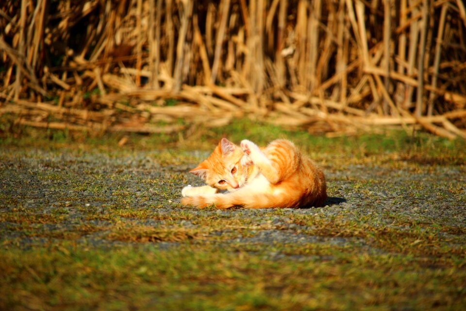 Mackerel red mackerel tabby red cat