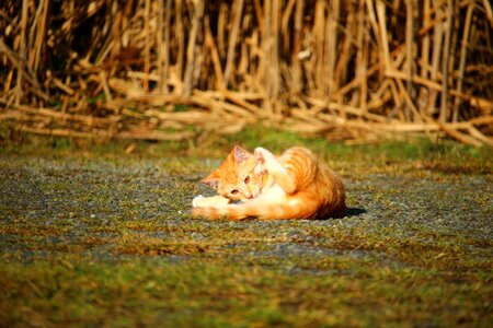 Mackerel red mackerel tabby red cat photo