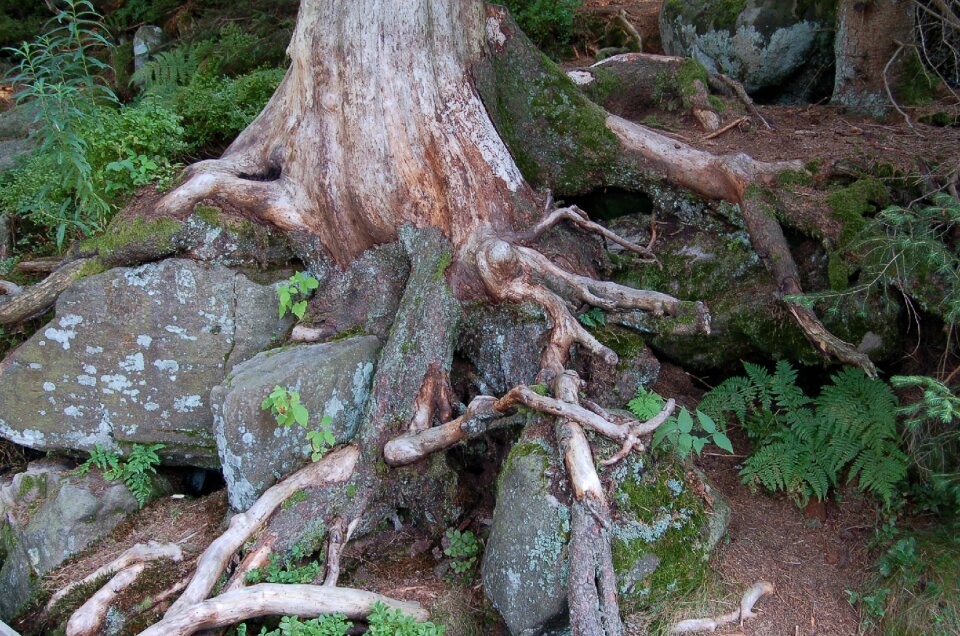 Forest rooted mystical
