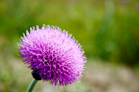 Nature colorful flora