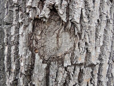 Gray grey knot photo