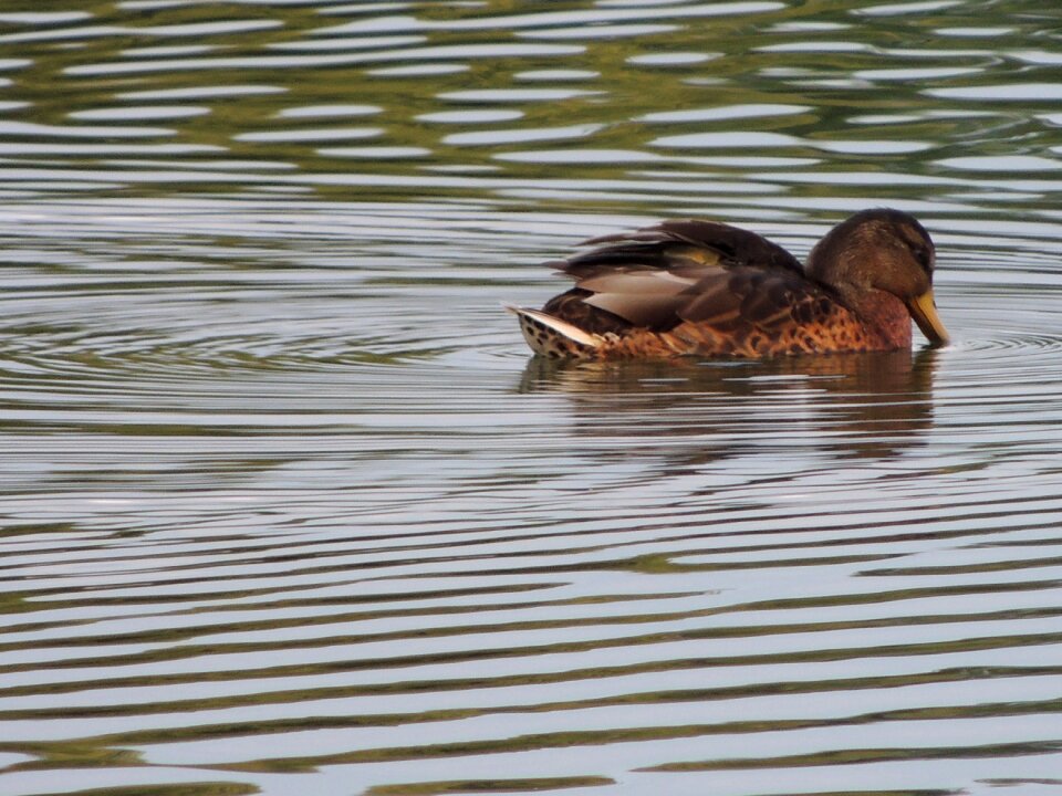 Nature wild swimming