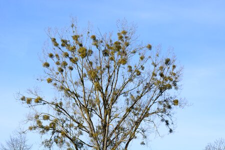Halbschmarotzer evergreen tree