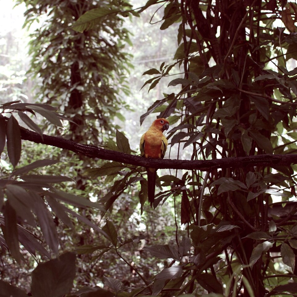 Forest travel birdwatching