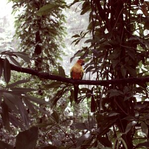 Forest travel birdwatching