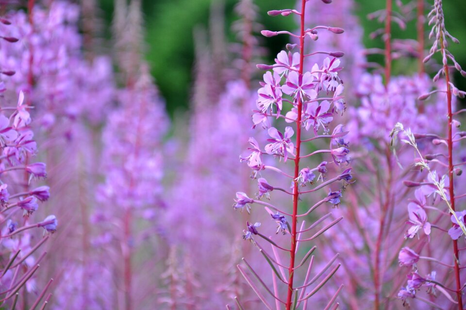Nature flowers color
