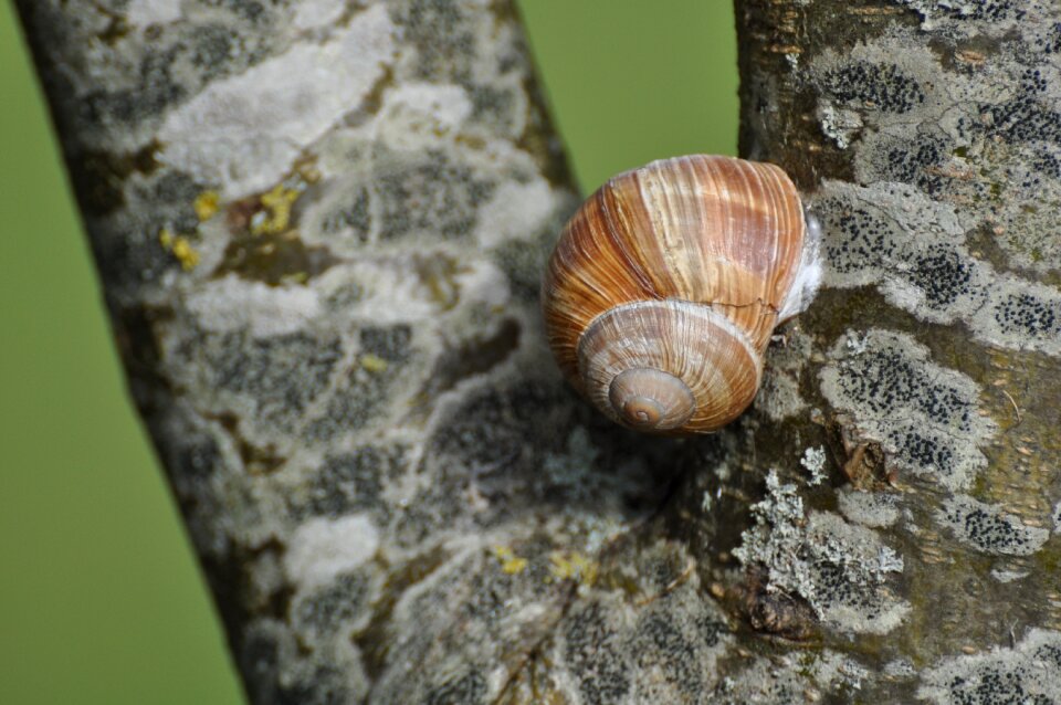 Nature france insects