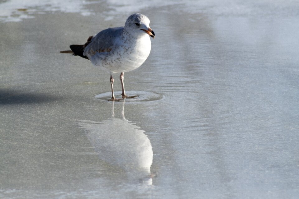 Reflection closeup detail