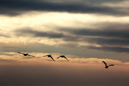 Flying swarm flock of birds