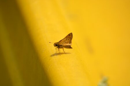 Nature bug