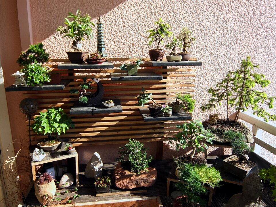 Tree plant bonsai