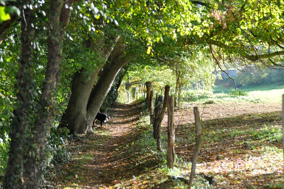 Fall undergrowth landscape