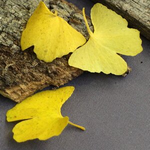 Yellow leaves golden autumn
