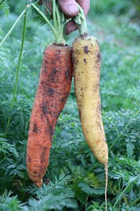 Carrot vegetable harvest bio