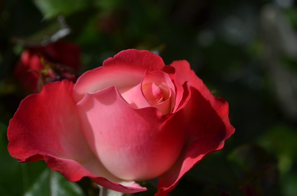 Flower red rose incomplete