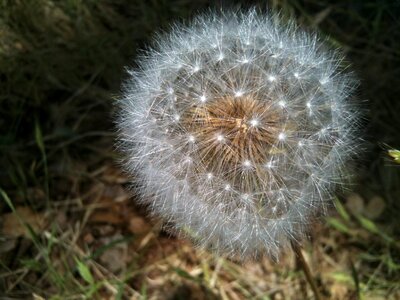 Seedpod intact