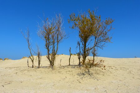 Marram grass sand landscape photo