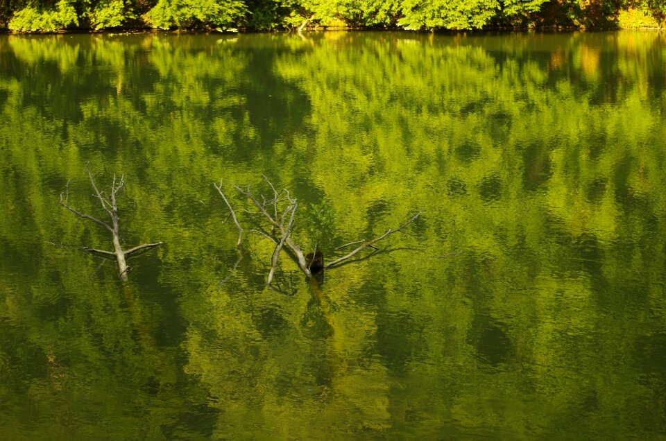 Forest lake fallen tree nature