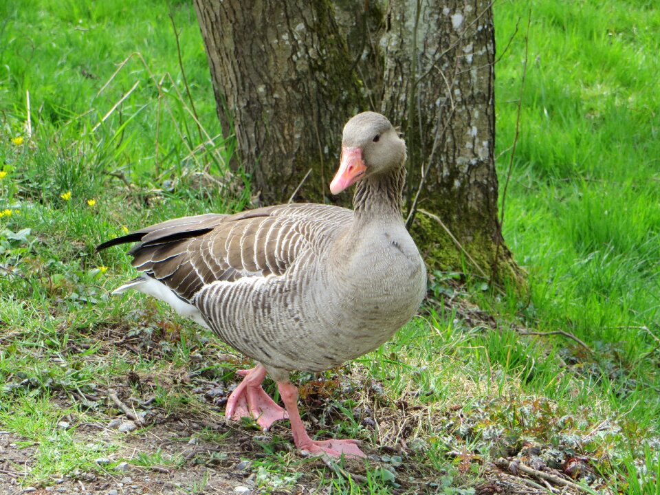 Water bird animal gander