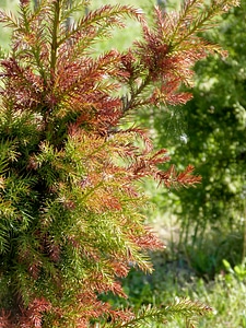 Green red leaves photo