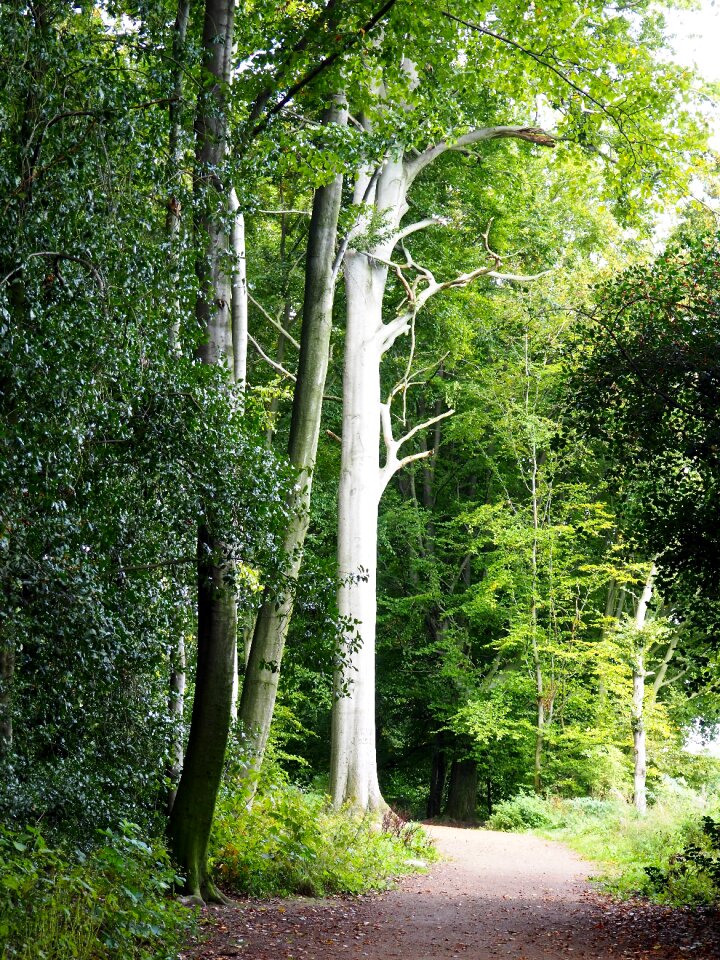Nature trees forest path
