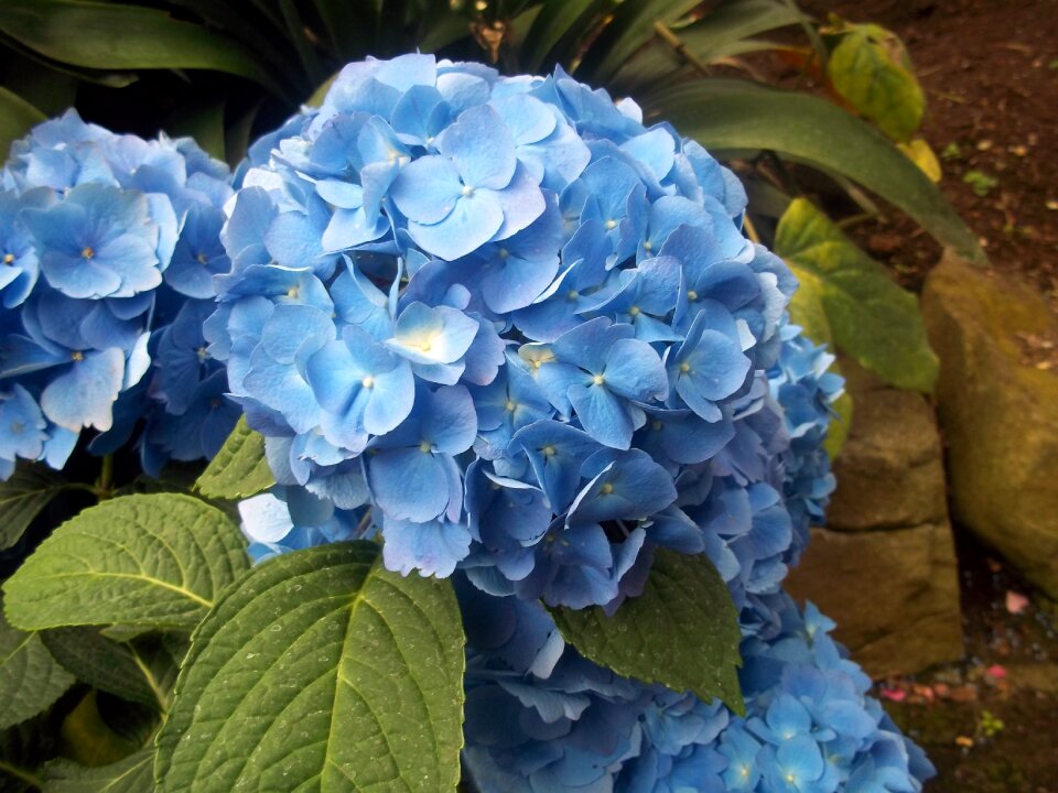 Flower nature