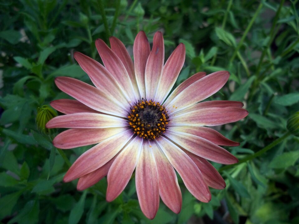 Flower summer nature