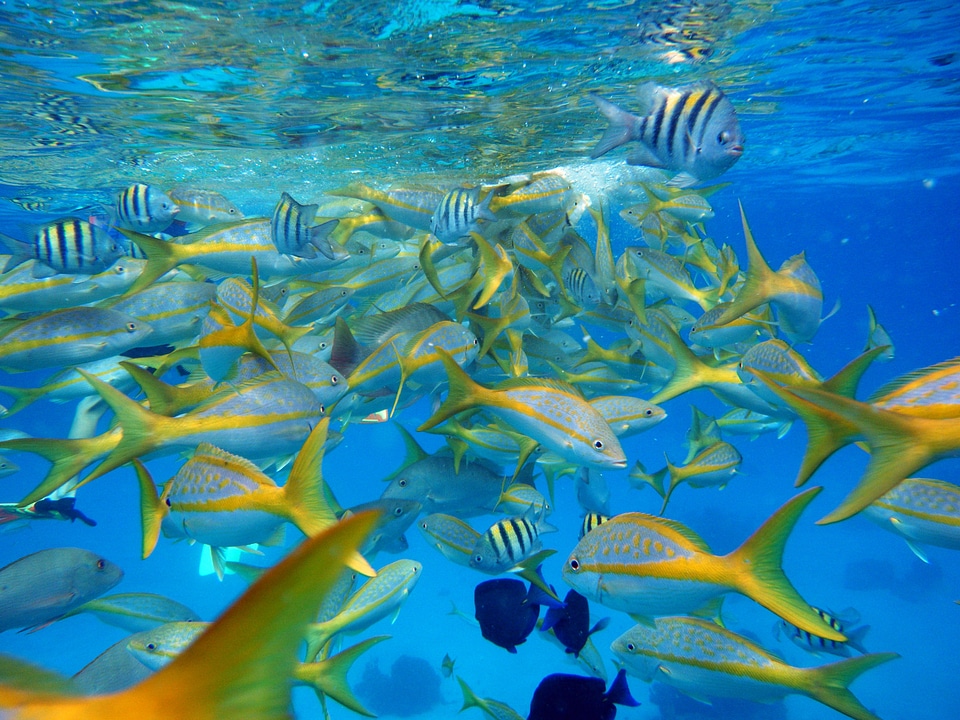 Fish animals nature