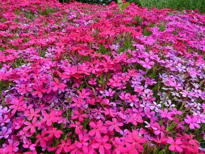 Purple garden flower photo