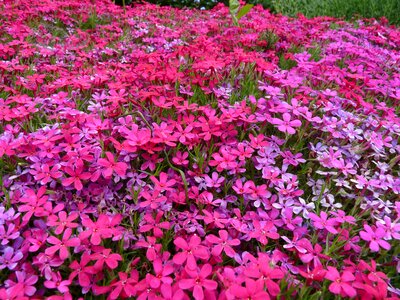 Purple garden flower
