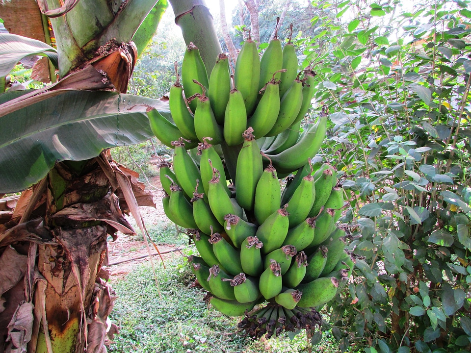 Bananas dharwad india