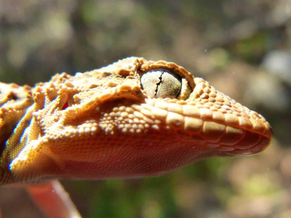 Reptile detail eye