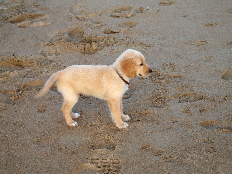 Dog hybrid street mix