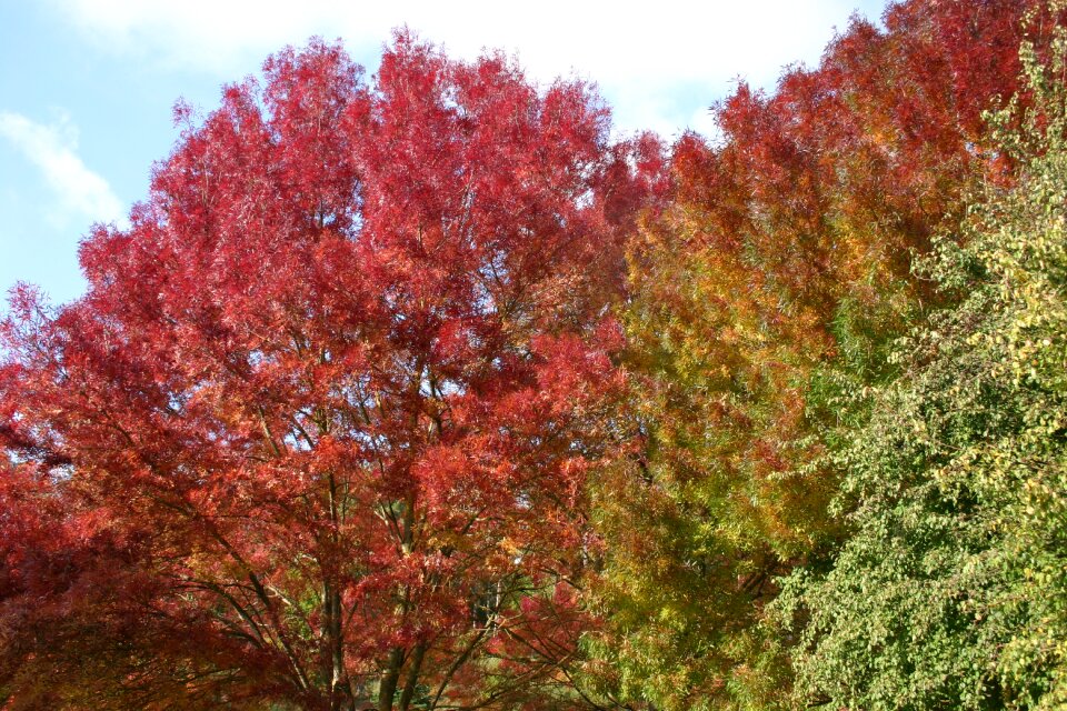 Fall tree leaf