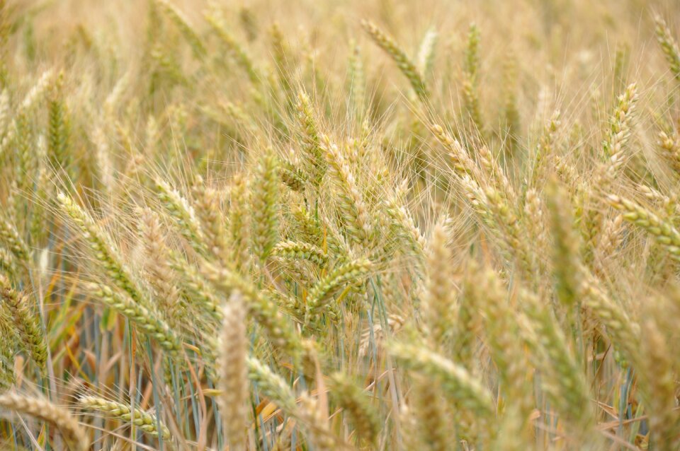 Fields agriculture cornfield