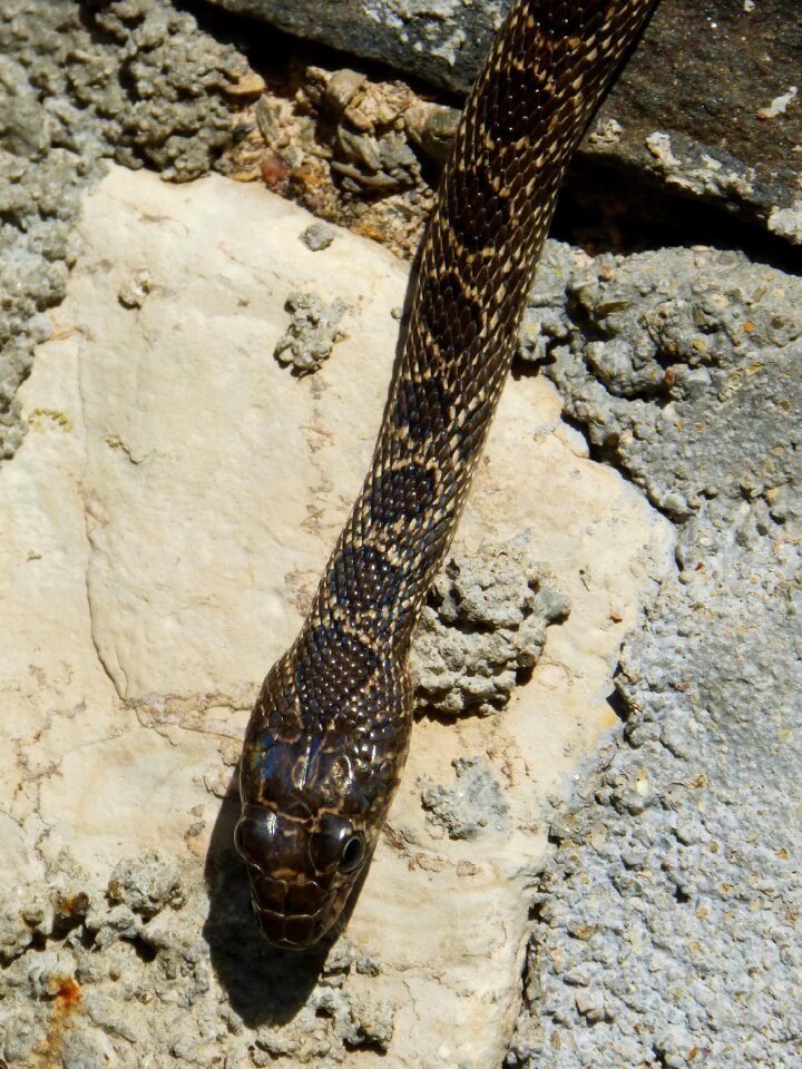 Black snake snake threat