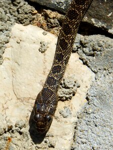 Black snake snake threat