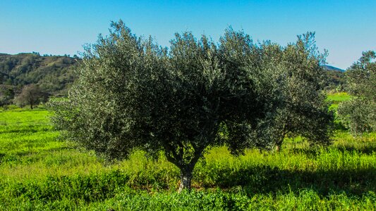 Mediterranean rural