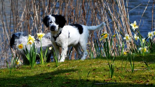 Cute spring frisian stabij