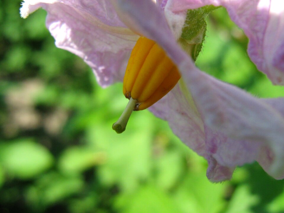 Flower potatoes summer