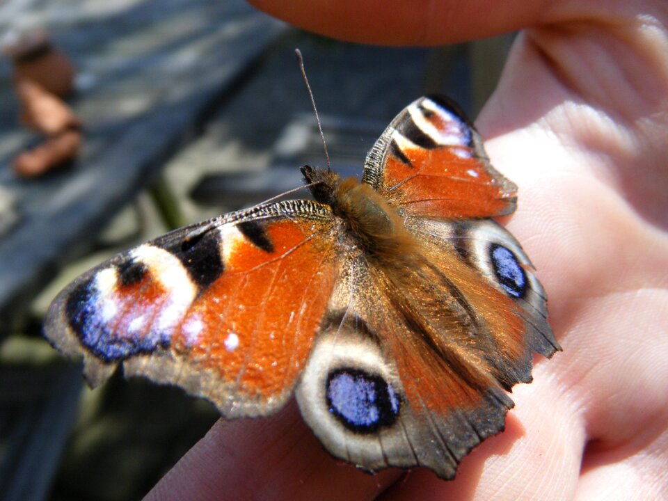 Insect wing