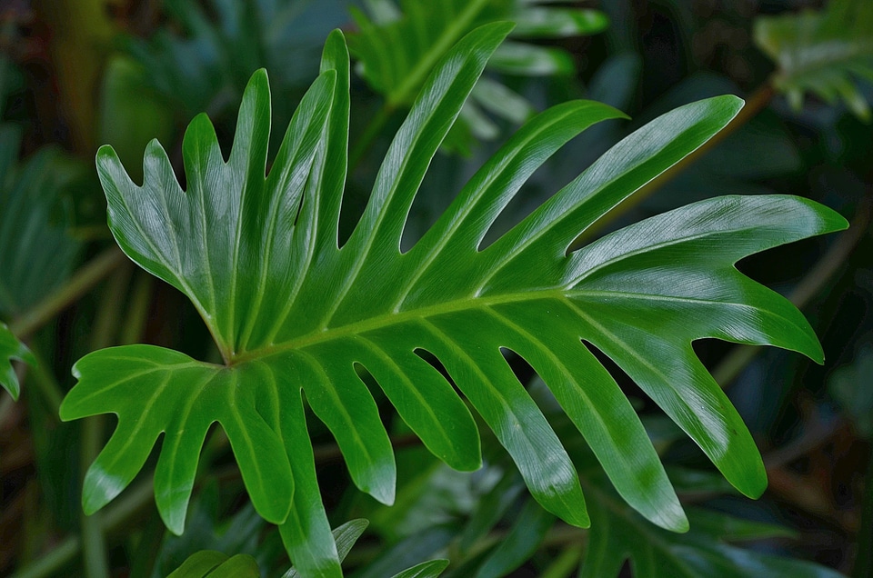 Green macro nature photo