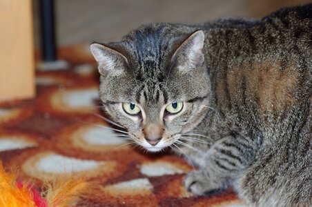 Pet futrzak kitten