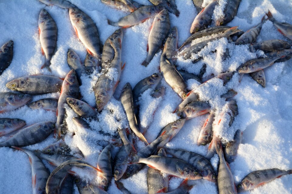 On the ice fishing nature