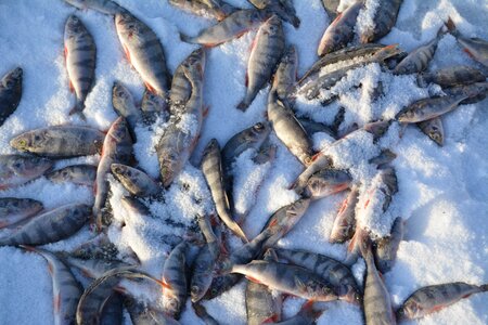 On the ice fishing nature photo