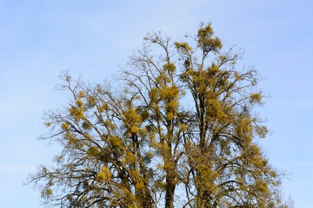 Halbschmarotzer evergreen tree photo