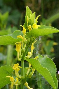 Wild flowers vines spring photo