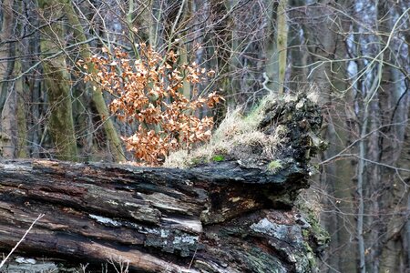 Old nature forest photo