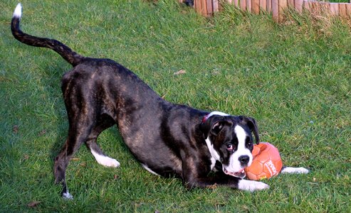 Let off steam black and white young dog